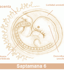 A 6-a saptamana de sarcina - A 6-a saptamana de sarcina A 6-a saptamana de sarcina